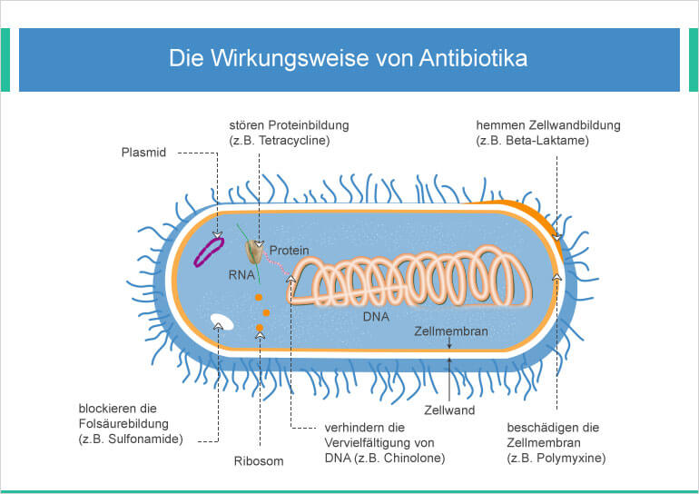 wirkungsweise von antibiotika